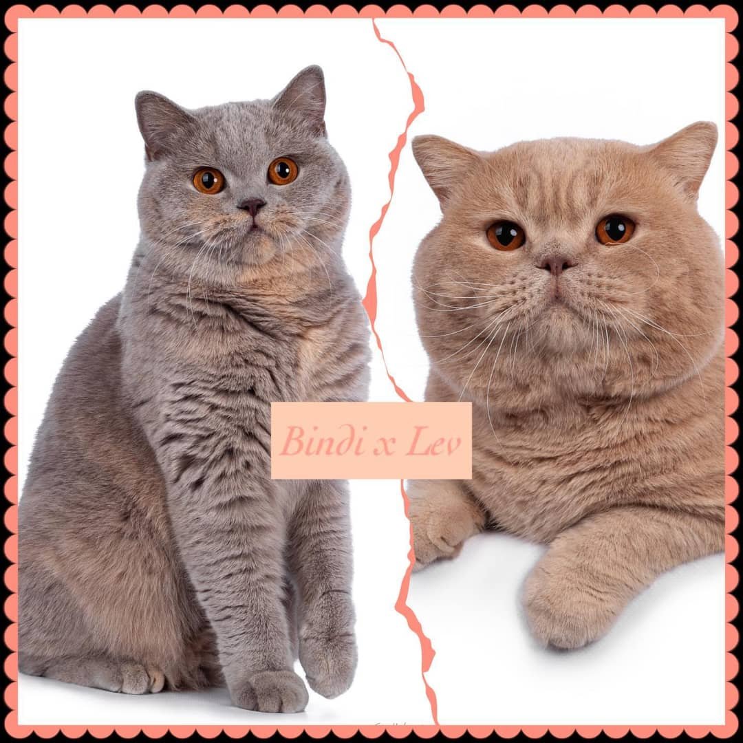 British Shorthair Kittens