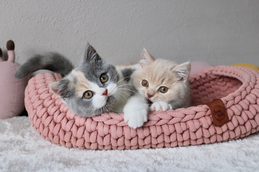 British shorthair for sale