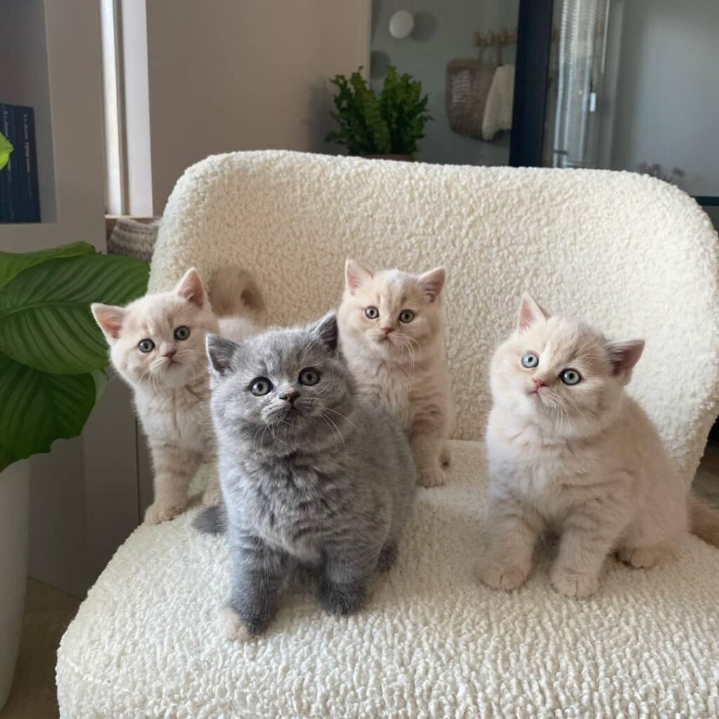 British Shorthair vs Other Breeds