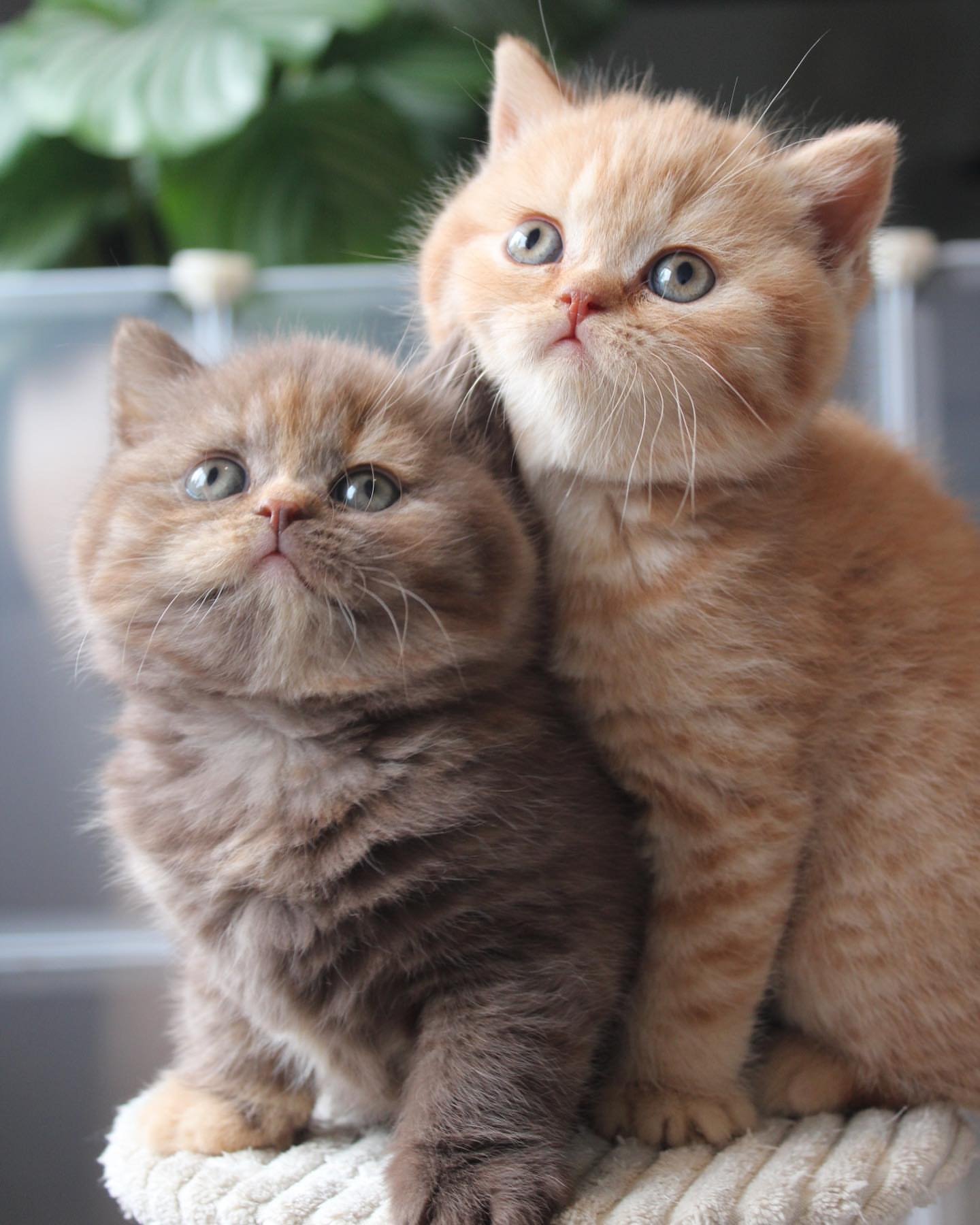 British shorthair for sale