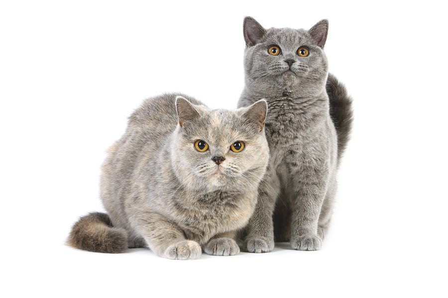 British Shorthair Kitten for sale