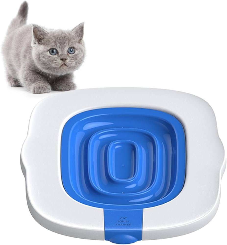 How to litter train a British Shorthair cat