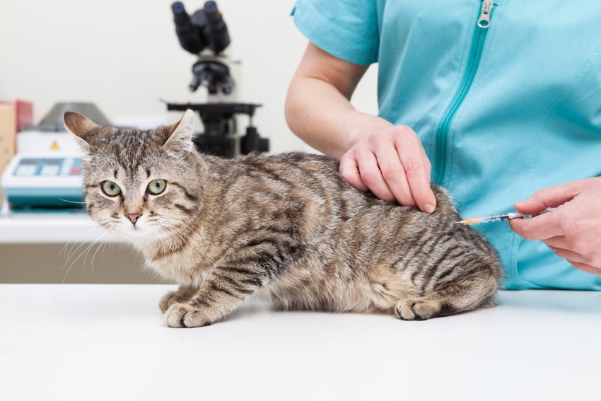 Vaccination Schedule for British Shorthair Kittens