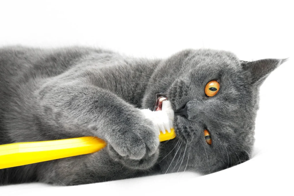 Dental Care for British Shorthair Kittens
