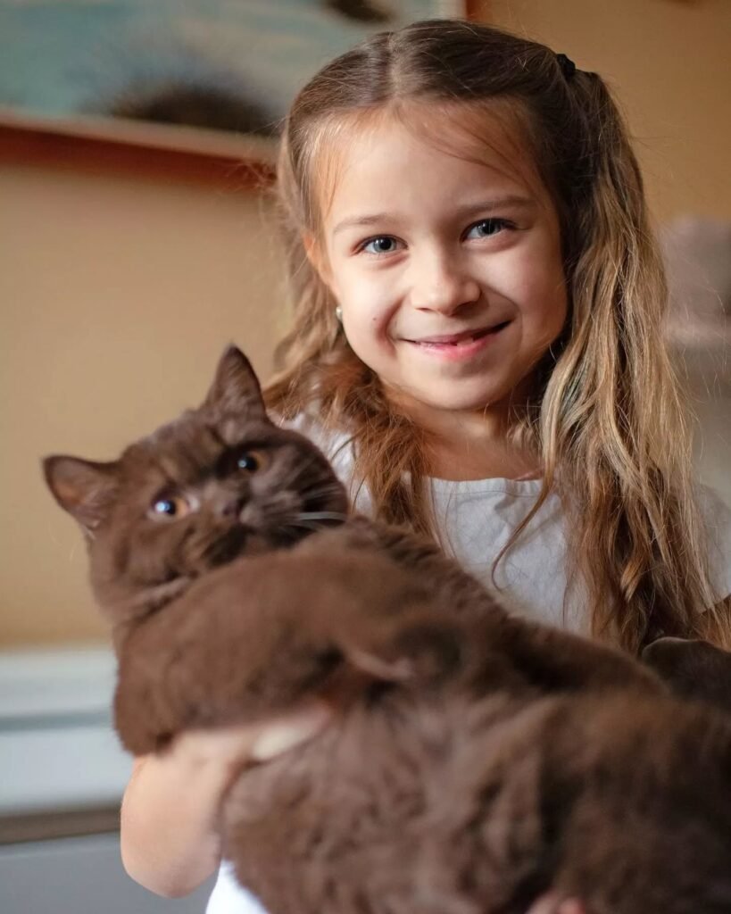 First week with British Shorthair kitten