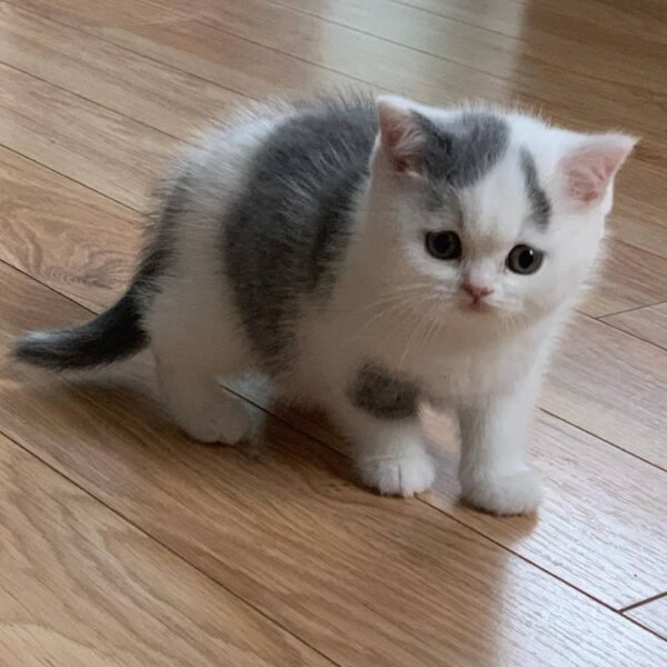 British Shorthair Kittens