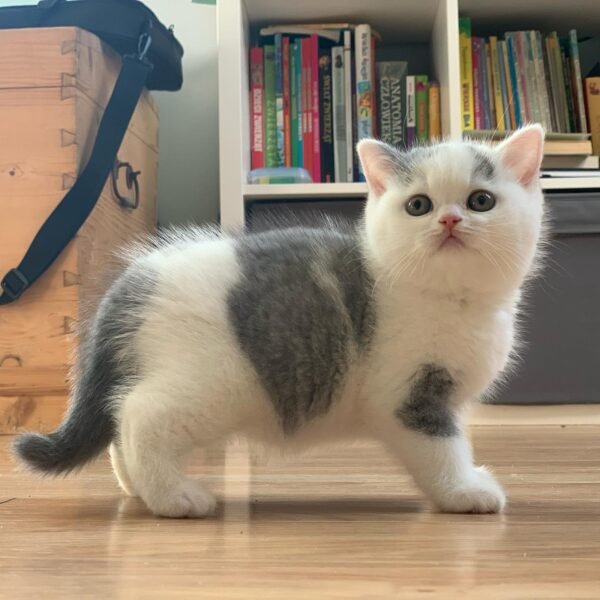 British Shorthair Kittens