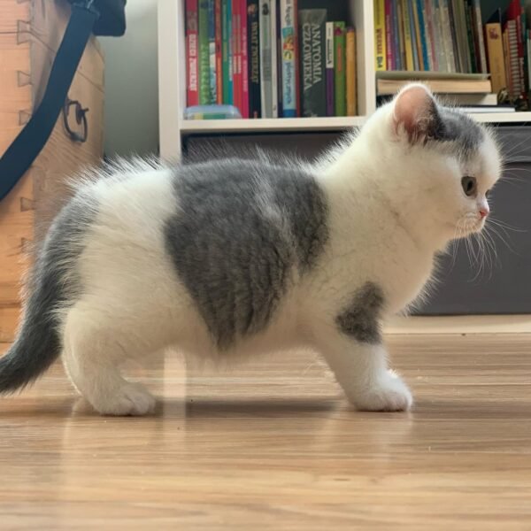 British Shorthair Kittens