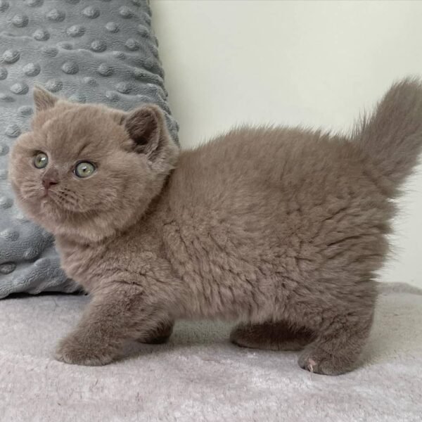 British Shorthair Kittens