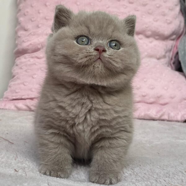 British Shorthair Kittens