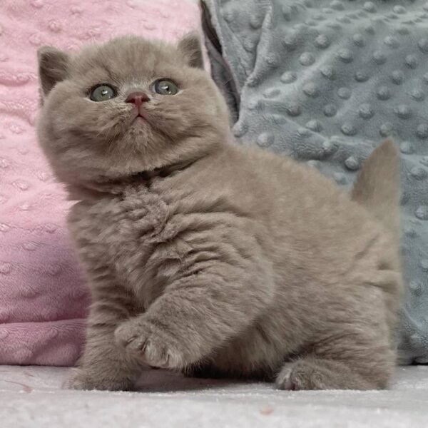 British Shorthair Kittens