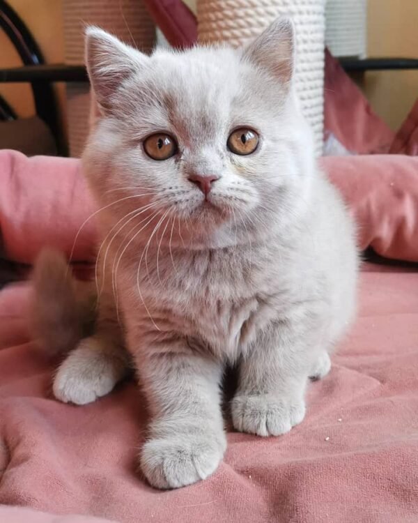 British Shorthair Kittens