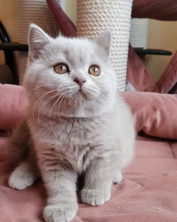 British Shorthair Kittens