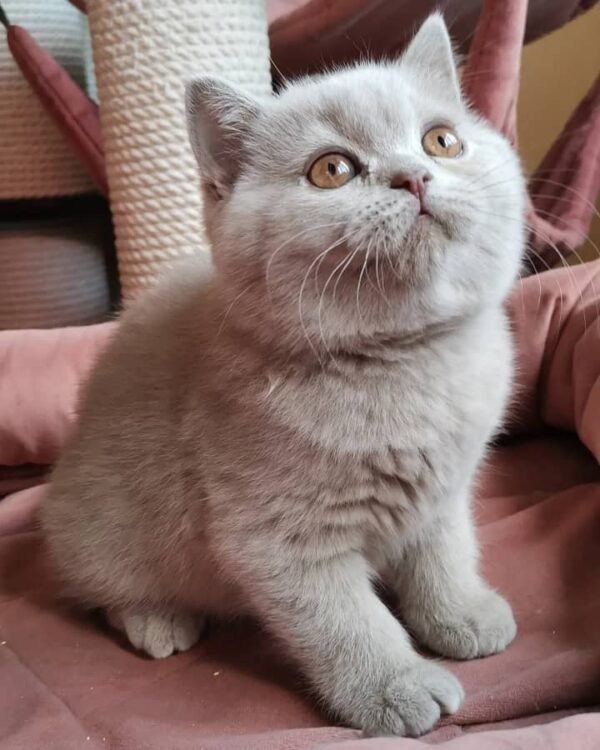 British Shorthair Kittens