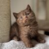 British Shorthair Kittens