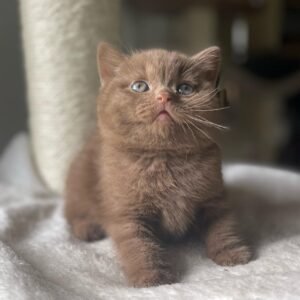 British Shorthair Kittens