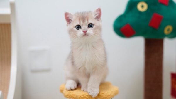 British Shorthair Kittens