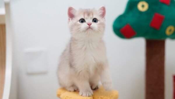 British Shorthair Kittens