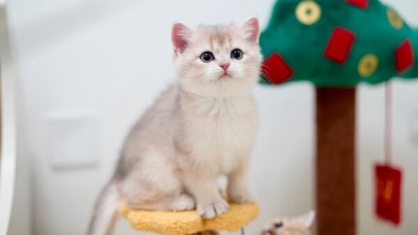 British Shorthair Kittens