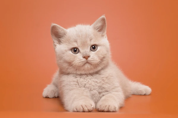 British Shorthair Kittens