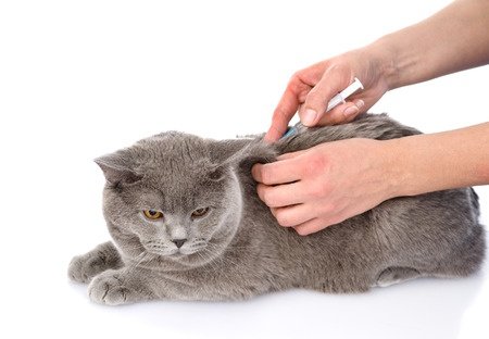 Vaccination Schedule for British Shorthair Kittens