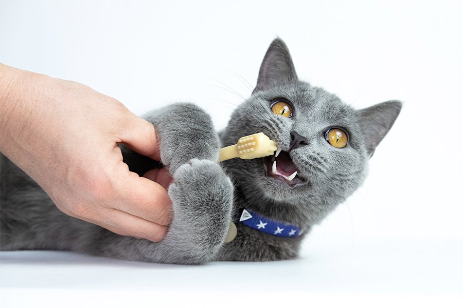 Dental Care for British Shorthair Kittens