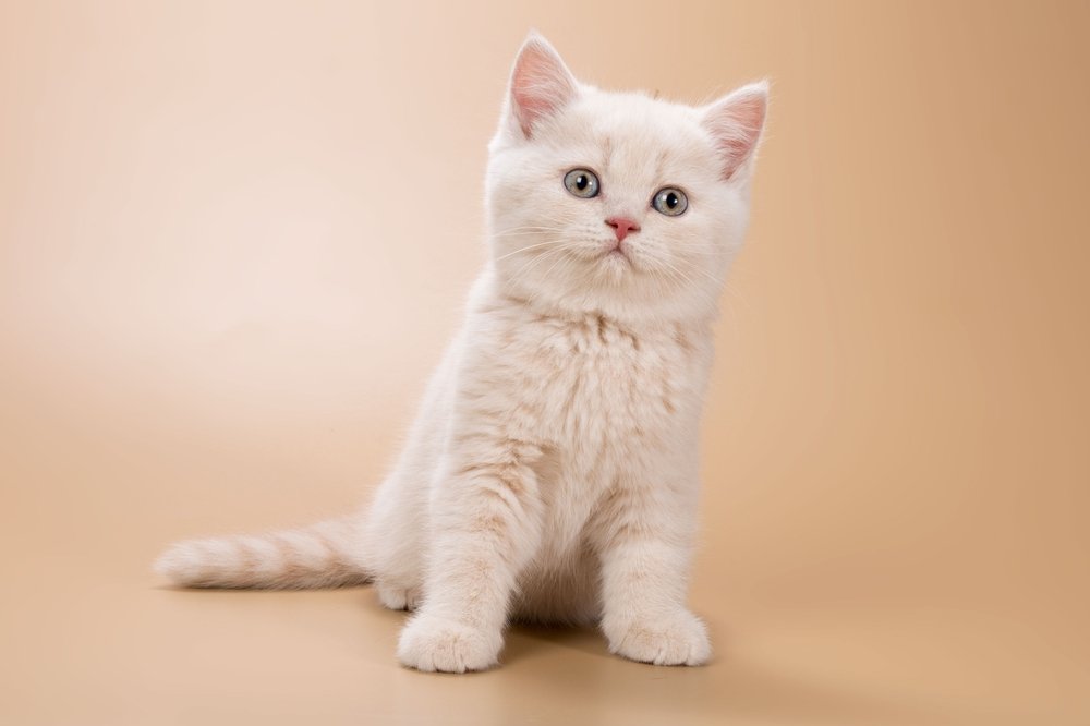 British Shorthair Kittens