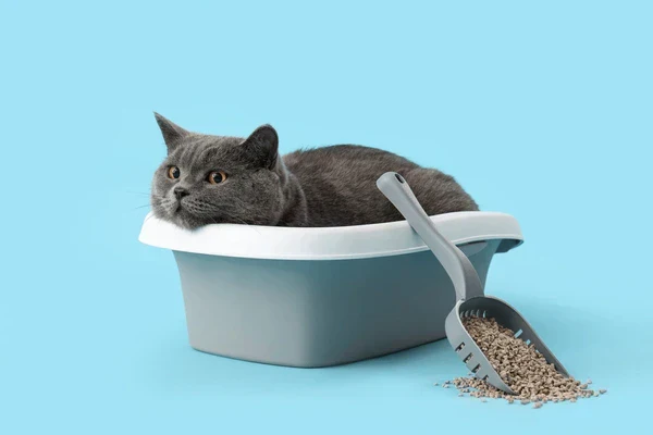 How to litter train a British Shorthair cat