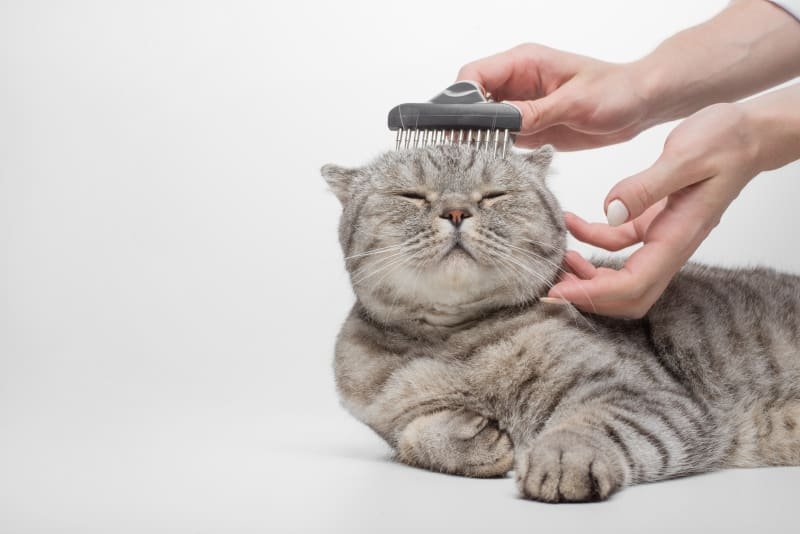 First week with British Shorthair kitten