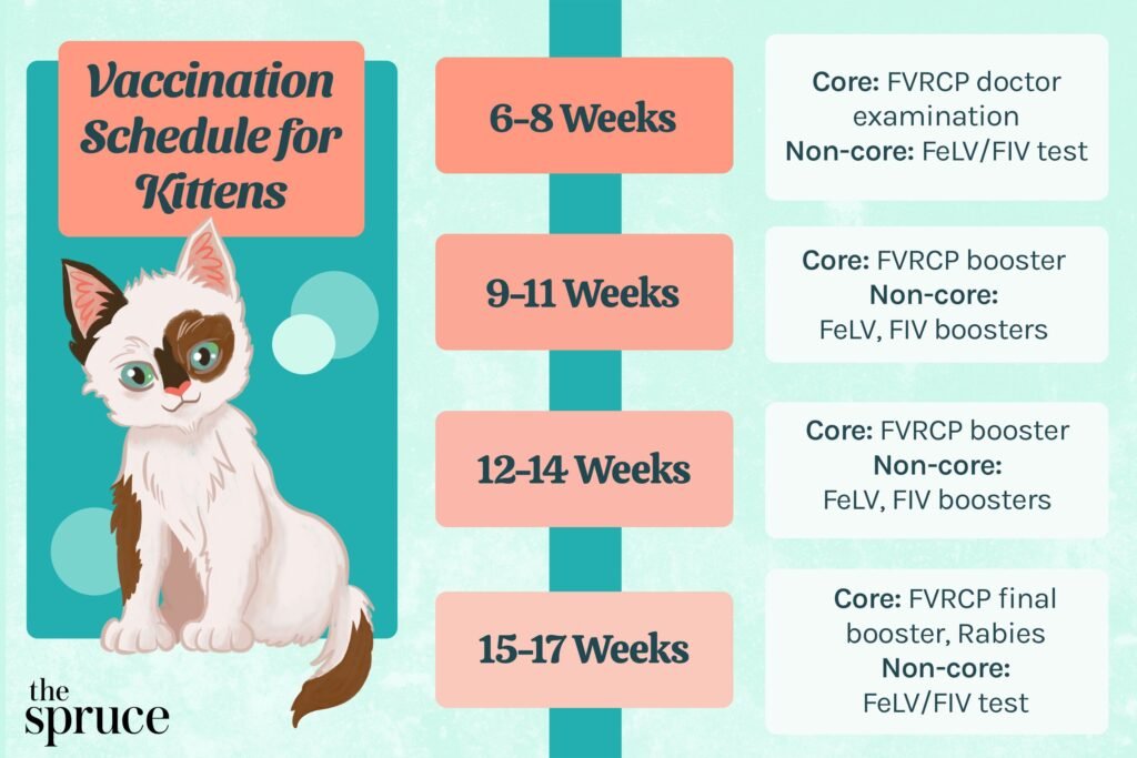 Vaccination Schedule for British Shorthair Kittens
