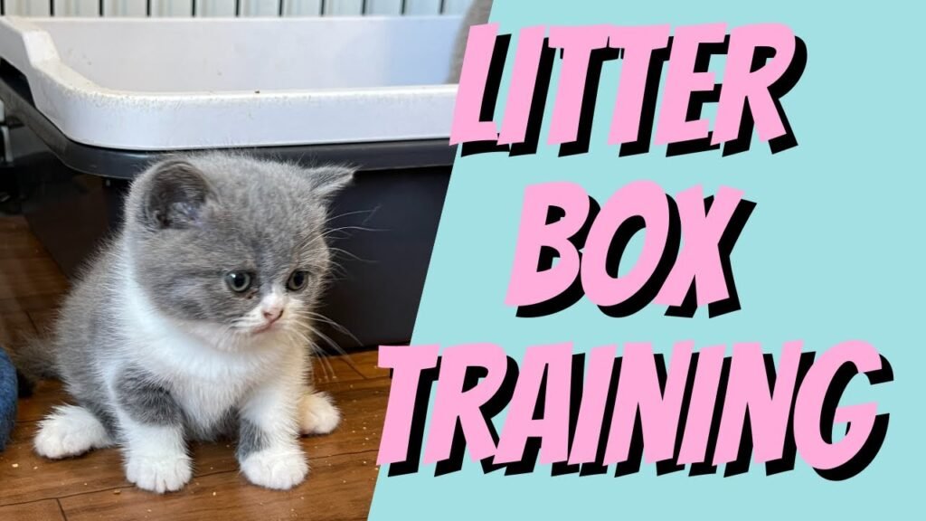 How to litter train a British Shorthair cat