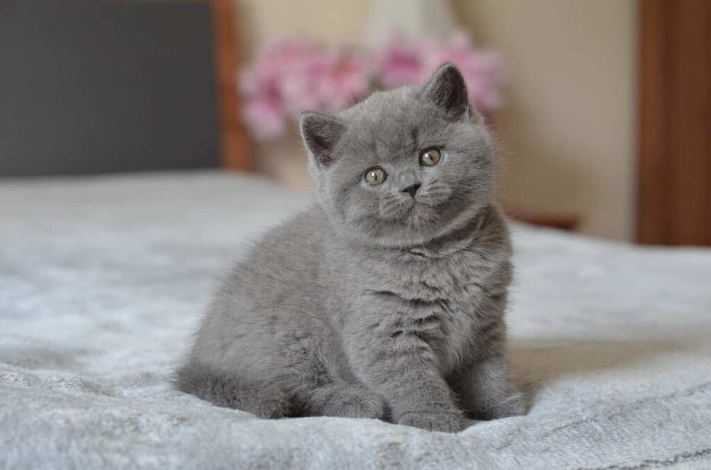 British Shorthair Kittens for Sale Near You