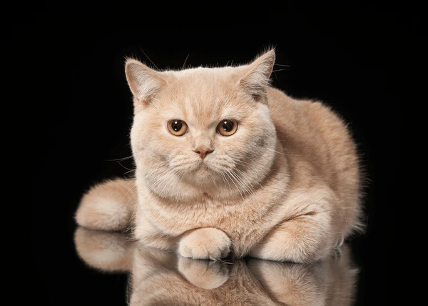 british shorthair kittens