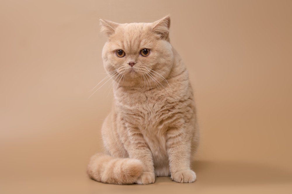 British Shorthair kitten names