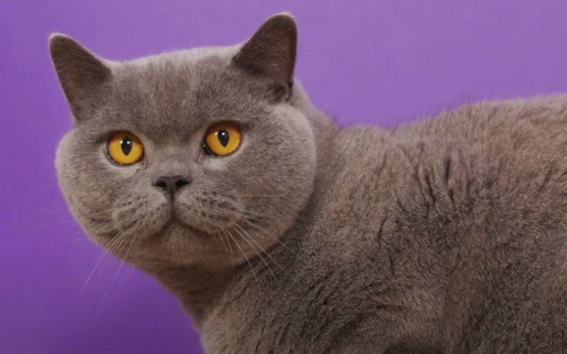 How Big Do British Shorthair Kittens Get