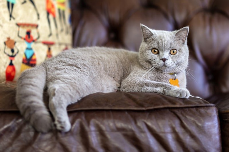 British Shorthair kittens for sale