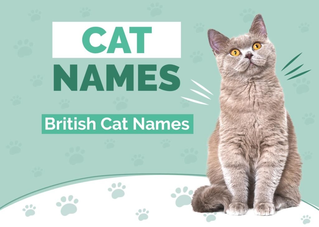 British Shorthair kitten names