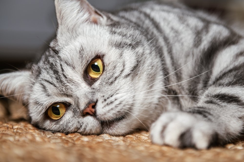 British Shorthair kitten exercise
