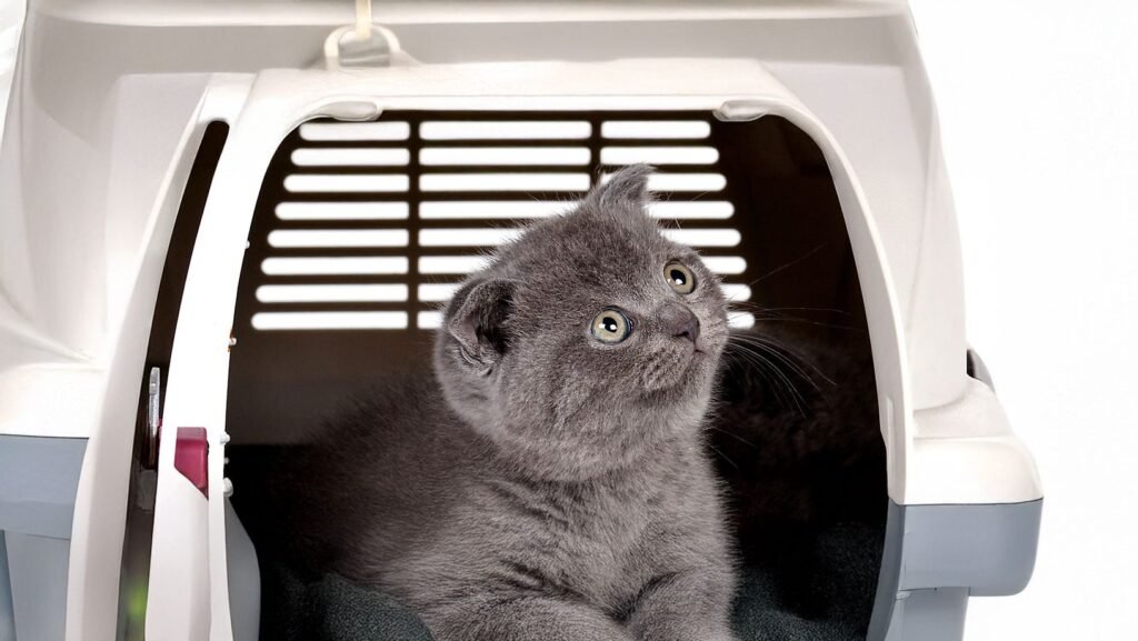 Shipping British Shorthair Kittens