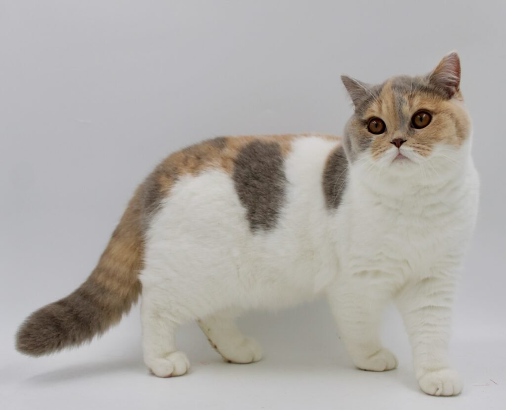 buy a British Shorthair Online