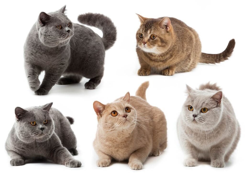 How Big Do British Shorthair Kittens Get