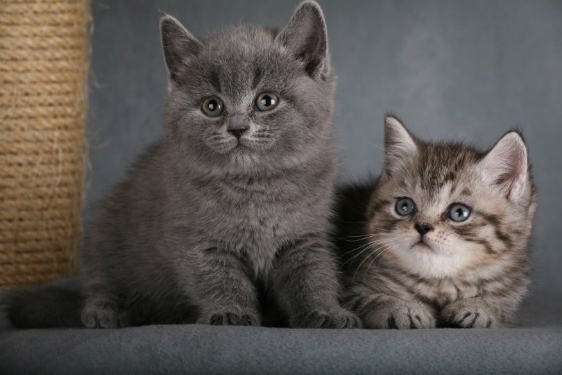 How We Raise British Shorthair Kittens
