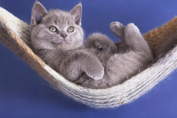 British Shorthair Kittens With Papers