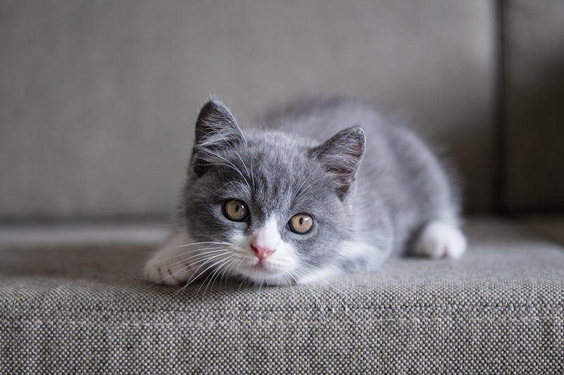 British Shorthair Kitten Behavior Problems
