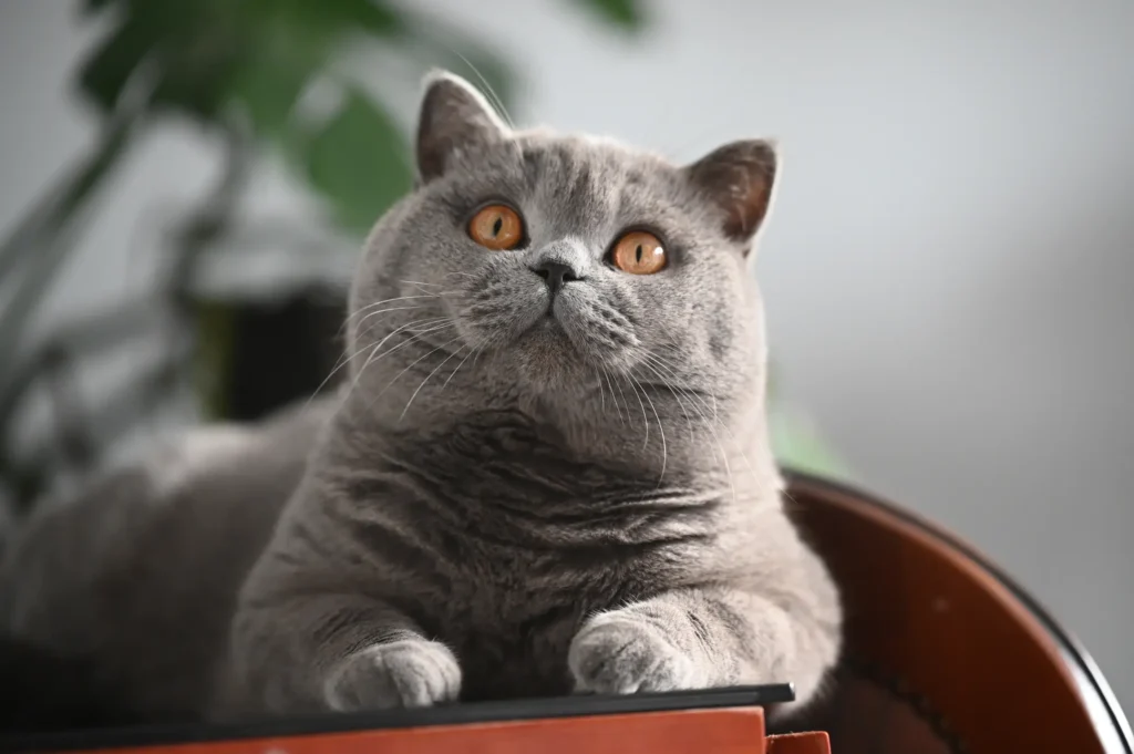 British Shorthair kittens for sale