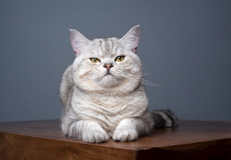 British Shorthair kitten exercise
