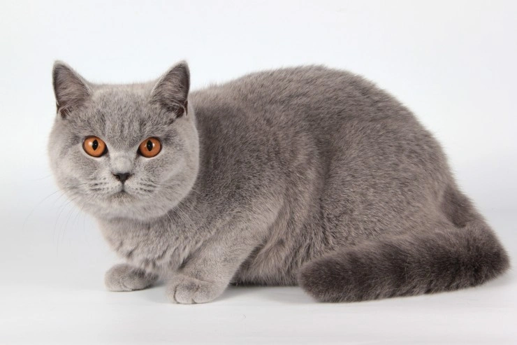 Reserve a British Shorthair Kitten Online