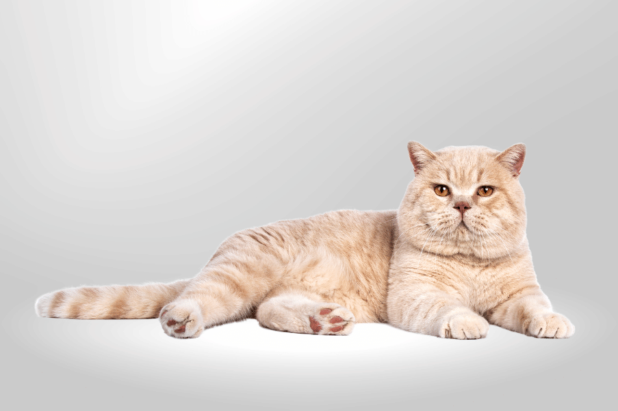 Reserve a British Shorthair Kitten Online