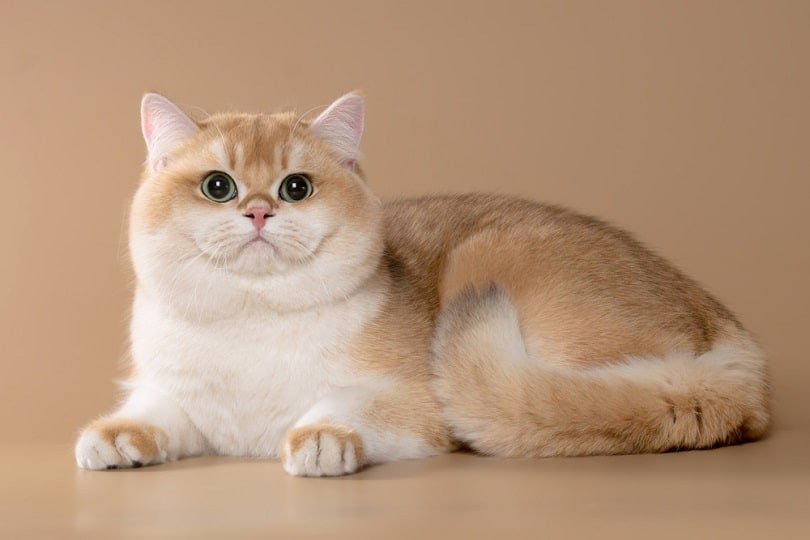 Golden British Shorthair