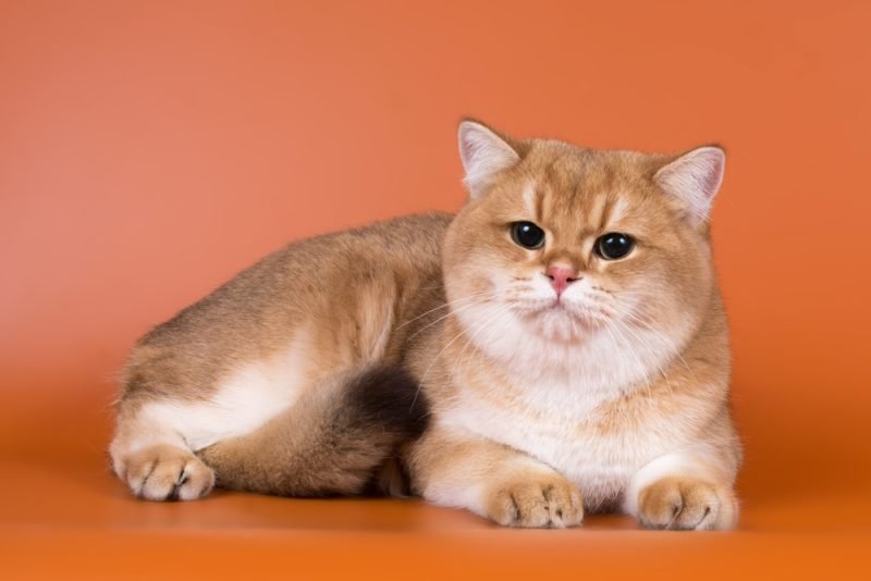 Golden British Shorthair